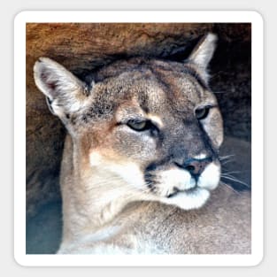 Female Mountain Lion Sticker